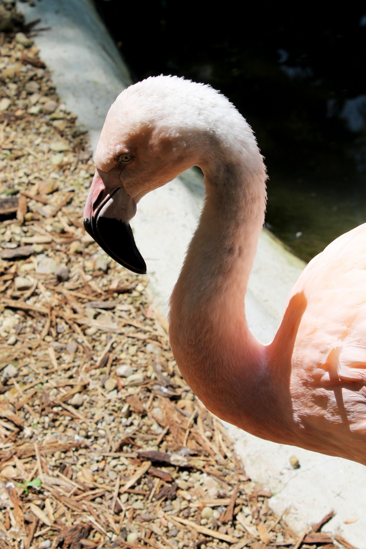 Flamingo,  Galva,  Gyvūnas,  Snapas,  Paukštis,  Rožinis,  Flamingo - 01, Nemokamos Nuotraukos,  Nemokama Licenzija