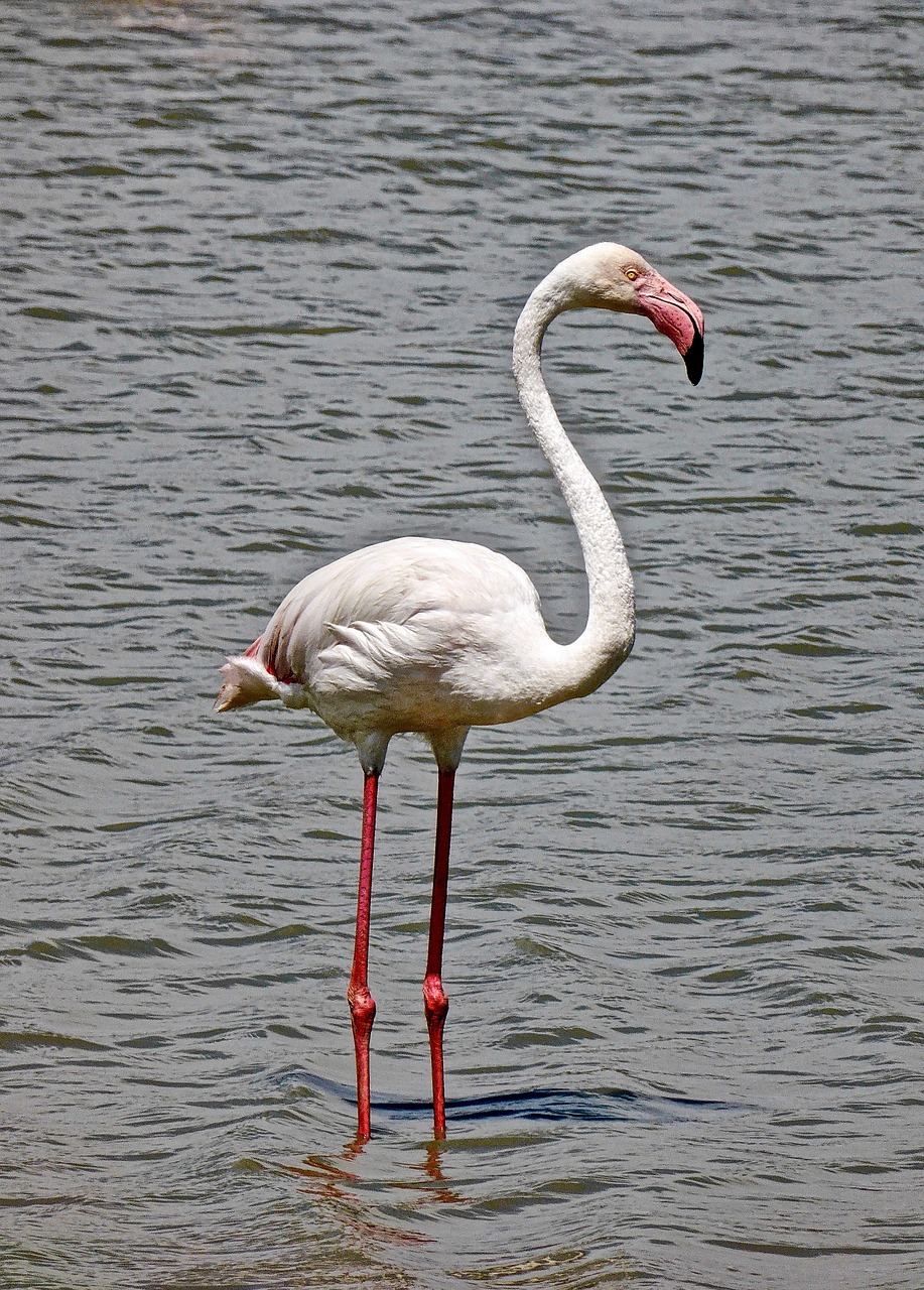 Flamingo, Paukštis, Rožinis, Laukiniai, Laukinė Gamta, Egzotiškas, Gamta, Gyvūnas, Nemokamos Nuotraukos,  Nemokama Licenzija