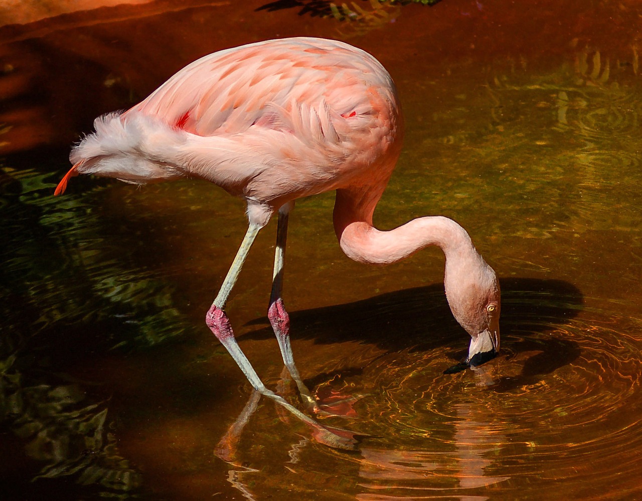 Flamingo, Paukštis, Paukštis, Rožinis, Chileinis Flamingas, Grakštus, Laukinė Gamta, Gamta, Vanduo, Plunksnos