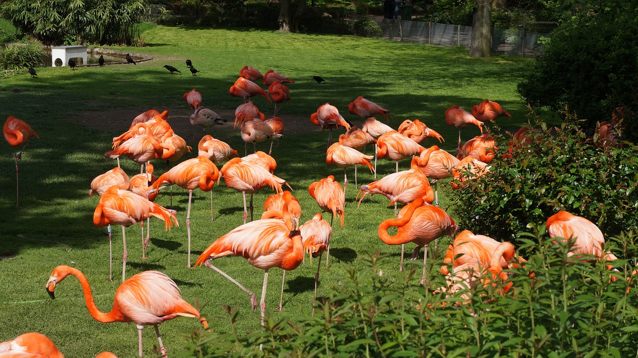 Flamingo, Paukščiai, Zoologijos Sodas, Nemokamos Nuotraukos,  Nemokama Licenzija
