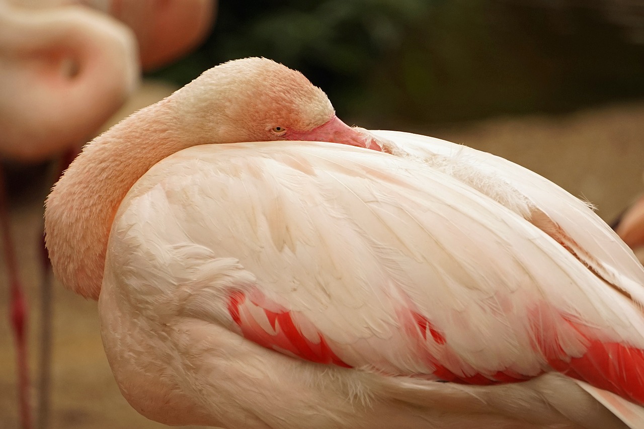 Flamingo, Iš Arti, Rožinis, Vandens Paukštis, Nemokamos Nuotraukos,  Nemokama Licenzija