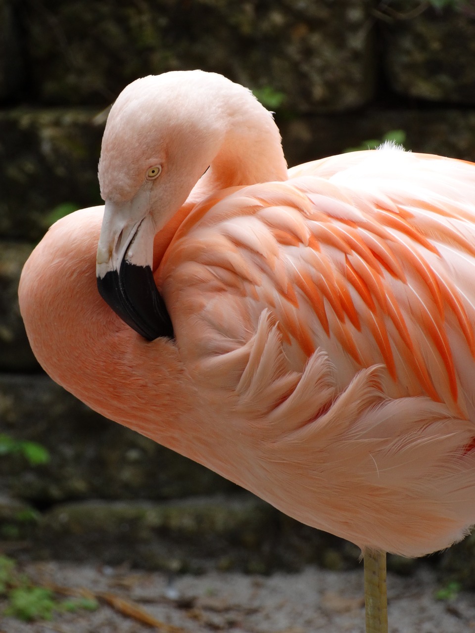 Flamingo, Plunksnos, Profilis, Rožinės Spalvos Plunksnos, Nemokamos Nuotraukos,  Nemokama Licenzija