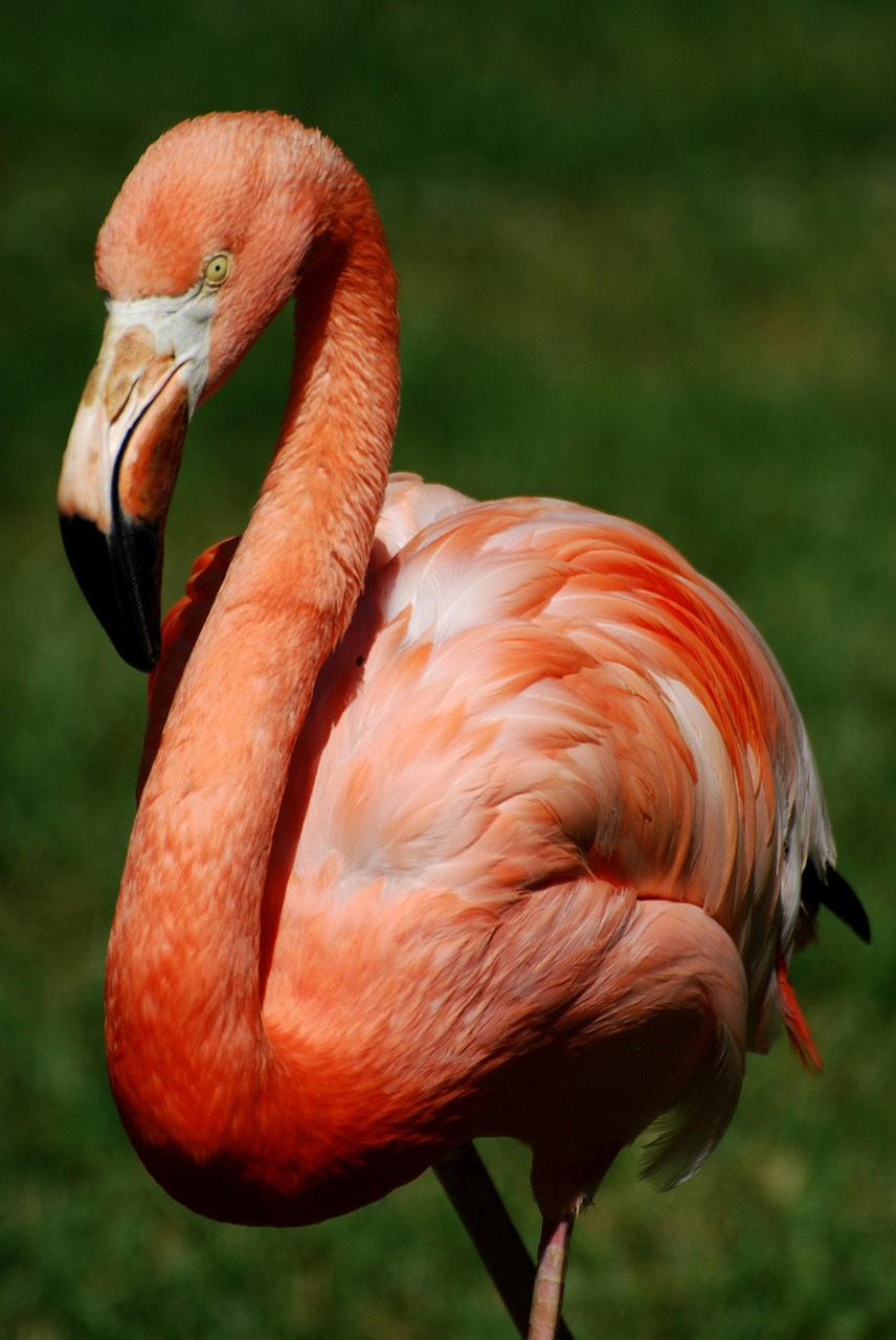 Flamingo, Paukštis, Didingas, Rožinis, Naminiai Paukščiai, Nemokamos Nuotraukos,  Nemokama Licenzija