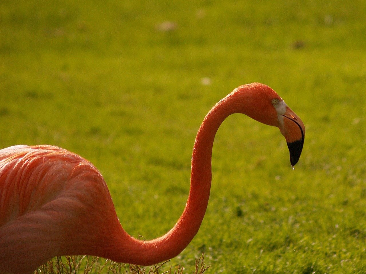 Flamingo, Rožinis, Žygiai, Gyvūnai, Gyvulinis Gyvenimas, Zoologijos Sodas, Gamta, Nemokamos Nuotraukos,  Nemokama Licenzija