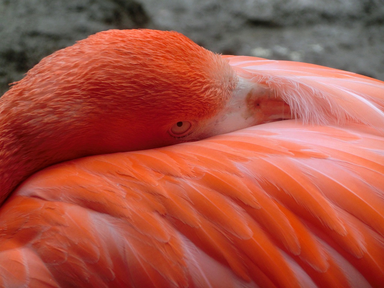 Flamingo, Paukštis, Rožinis, Vandens Paukštis, Plunksna, Plumėjimas, Zoologijos Sodas, Tiergarten, Uždaryti, Nemokamos Nuotraukos