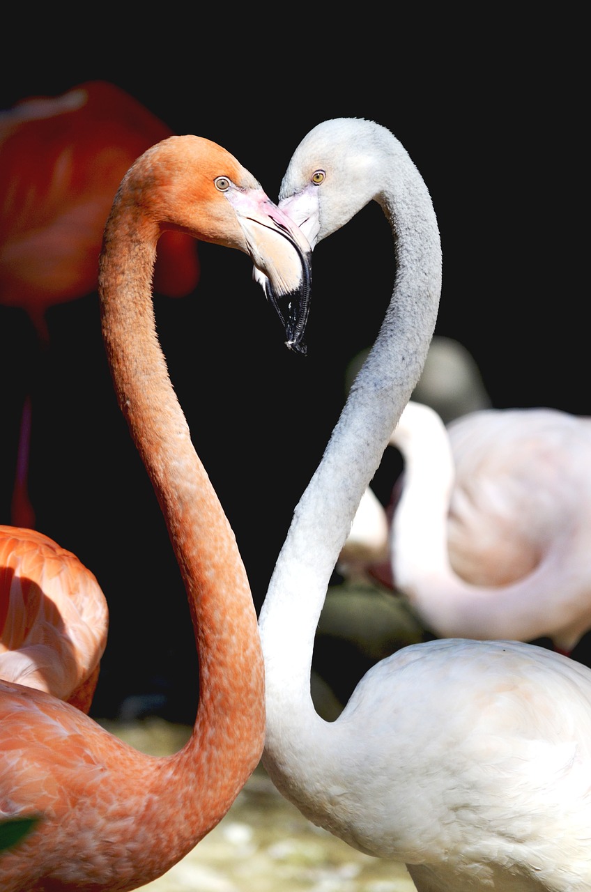 Flamingo, Širdis, Paukščiai, Meilė, Romantiškas, Kartu, Jausmai, Rožinis, Egzotiškas, Pinnate