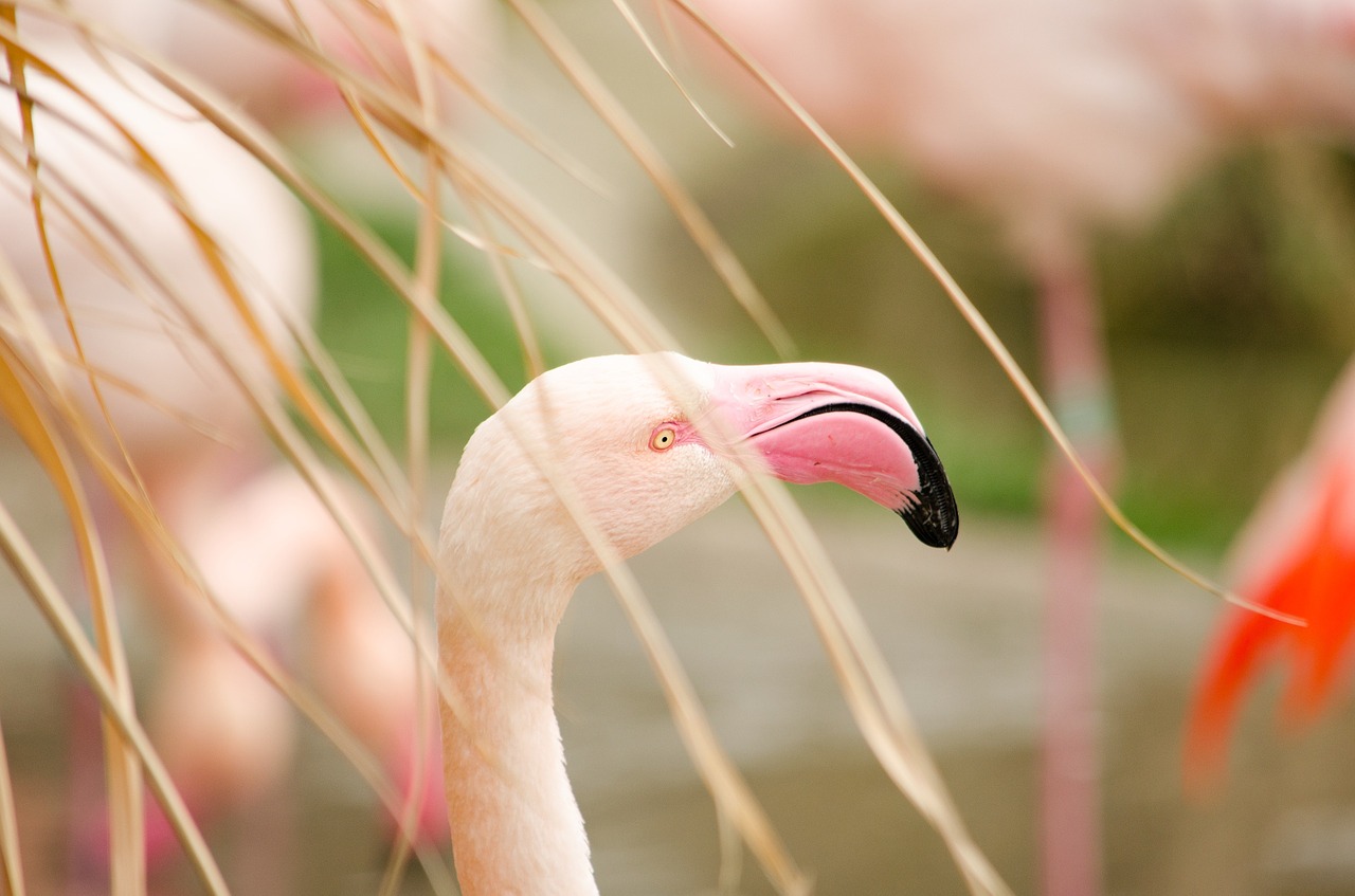 Flamingo, Zoologijos Sodas, Vandens Paukštis, Paukštis, Rožinis Flamingas, Tiergarten, Nemokamos Nuotraukos,  Nemokama Licenzija
