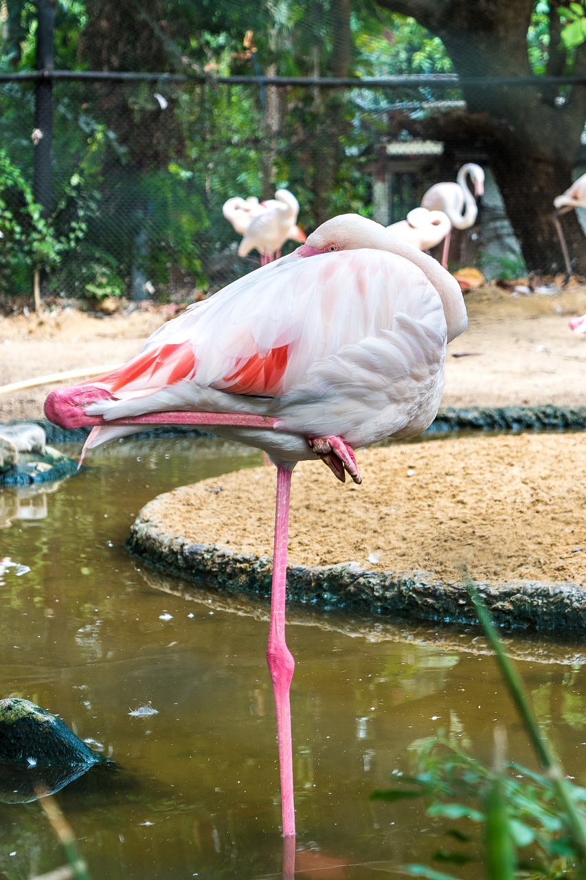 Paukštis Framingham Bingo, Paukščiai, Zoologijos Sodas, Nemokamos Nuotraukos,  Nemokama Licenzija