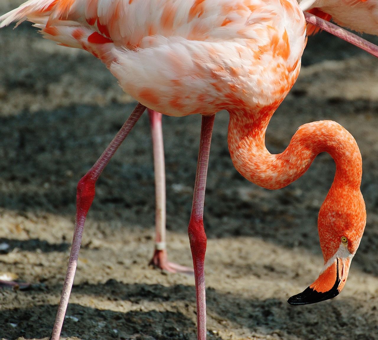 Flamingo, Paukštis, Spalvinga, Tierpark Hellabrunn, Munich, Nemokamos Nuotraukos,  Nemokama Licenzija