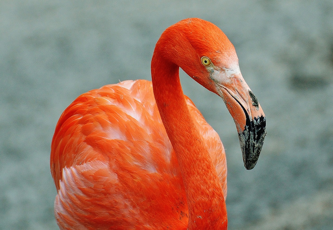 Flamingo, Paukštis, Spalvinga, Tierpark Hellabrunn, Munich, Nemokamos Nuotraukos,  Nemokama Licenzija