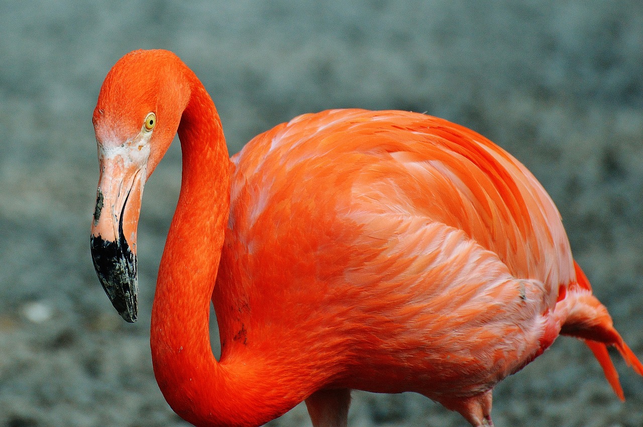 Flamingo, Paukštis, Spalvinga, Tierpark Hellabrunn, Munich, Nemokamos Nuotraukos,  Nemokama Licenzija