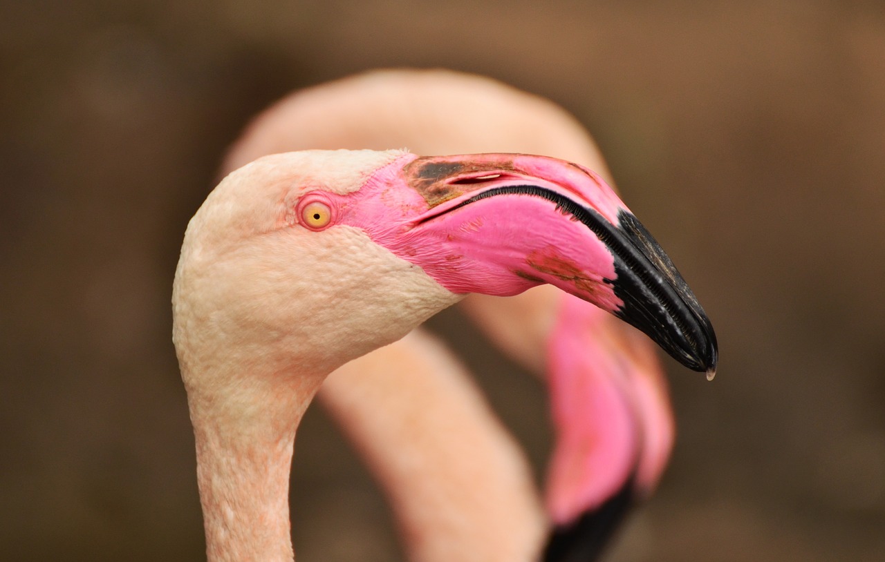Flamingo, Sąskaitą, Paukštis, Vandens Paukštis, Padaras, Rožinis Flamingas, Laukinės Gamtos Fotografija, Zoologijos Sodas, Spalvinga, Gyvūnas