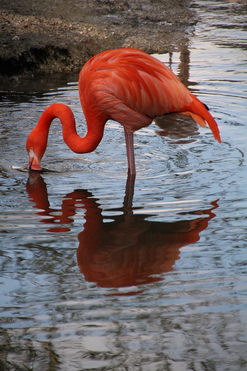 Flamingo, Zoologijos Sodas, Veidrodis, Vandens Paukštis, Rožinis Flamingas, Gamta, Tiergarten, Gyvūnas, Vandens Atspindys, Stovintis
