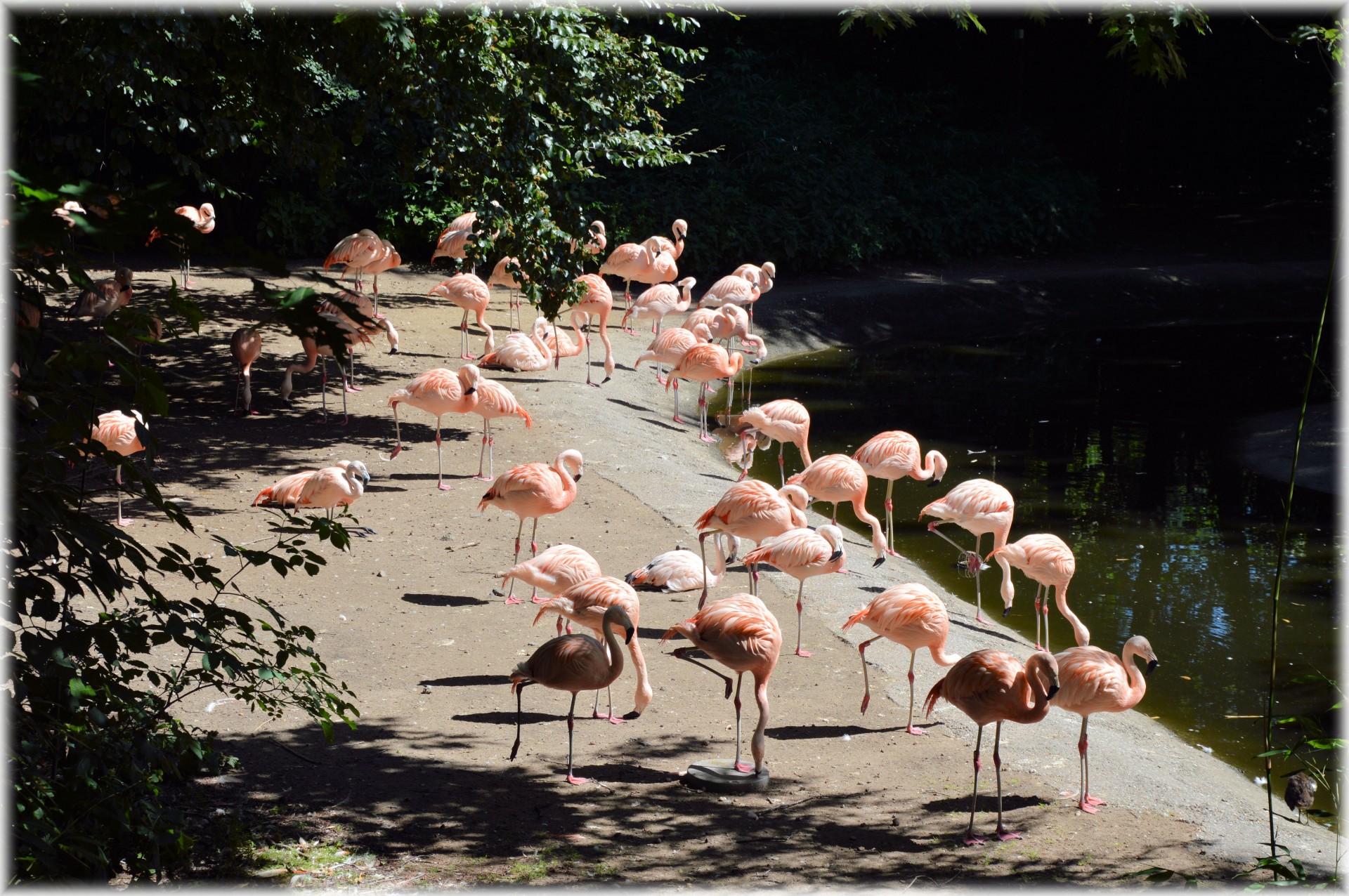 Flamingo,  Raudona & Nbsp,  Ibus,  Ibus,  Raudona,  Rožinis,  Paukštis,  Zoologijos Sodas,  Artis,  Holland
