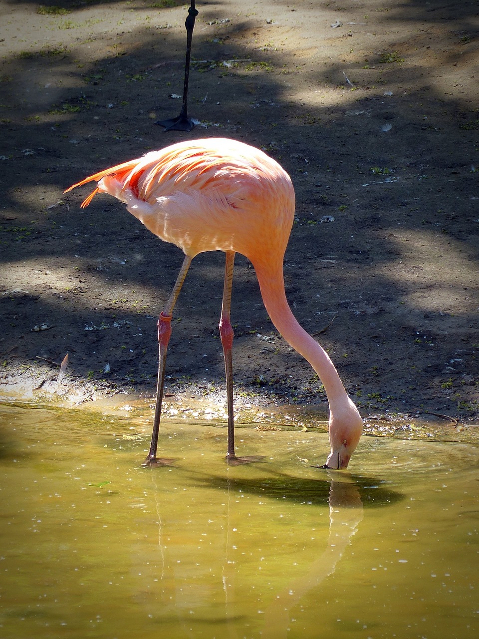 Flamingo, Gerti, Paukštis, Gamta, Rožinis, Plunksna, Plumėjimas, Egzotinė Paukštis, Pavasario Suknelė, Nemokamos Nuotraukos