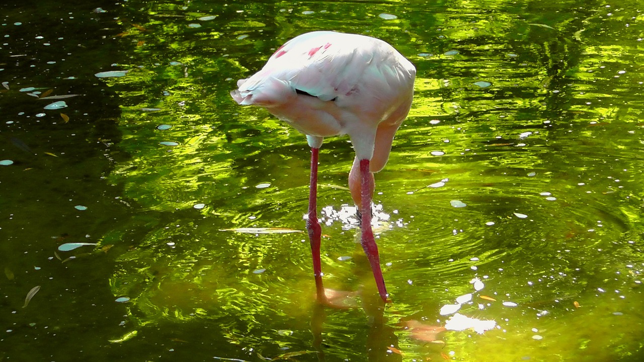 Flamingo, Paukštis, Rožinis, Gyvūnas, Vandens Paukštis, Gyvūnų Pasaulis, Pinnate, Gamta, Rūšis, Laukinės Gamtos Fotografija