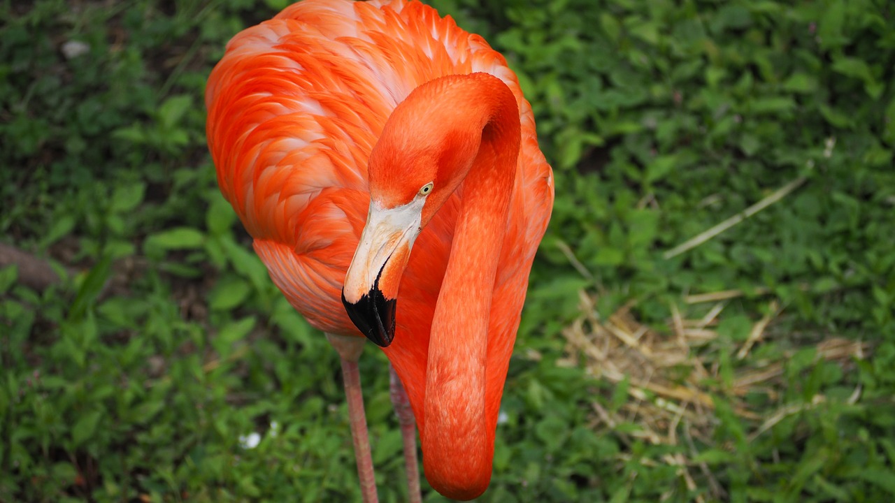 Flamingo, Paukštis, Rožinis, Laukiniai, Laukinė Gamta, Gyvūnas, Egzotiškas, Snapas, Spalva, Spalvinga