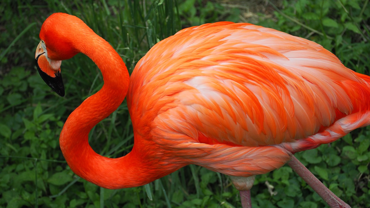 Flamingo, Paukštis, Rožinis, Laukiniai, Laukinė Gamta, Gyvūnas, Egzotiškas, Snapas, Spalva, Spalvinga