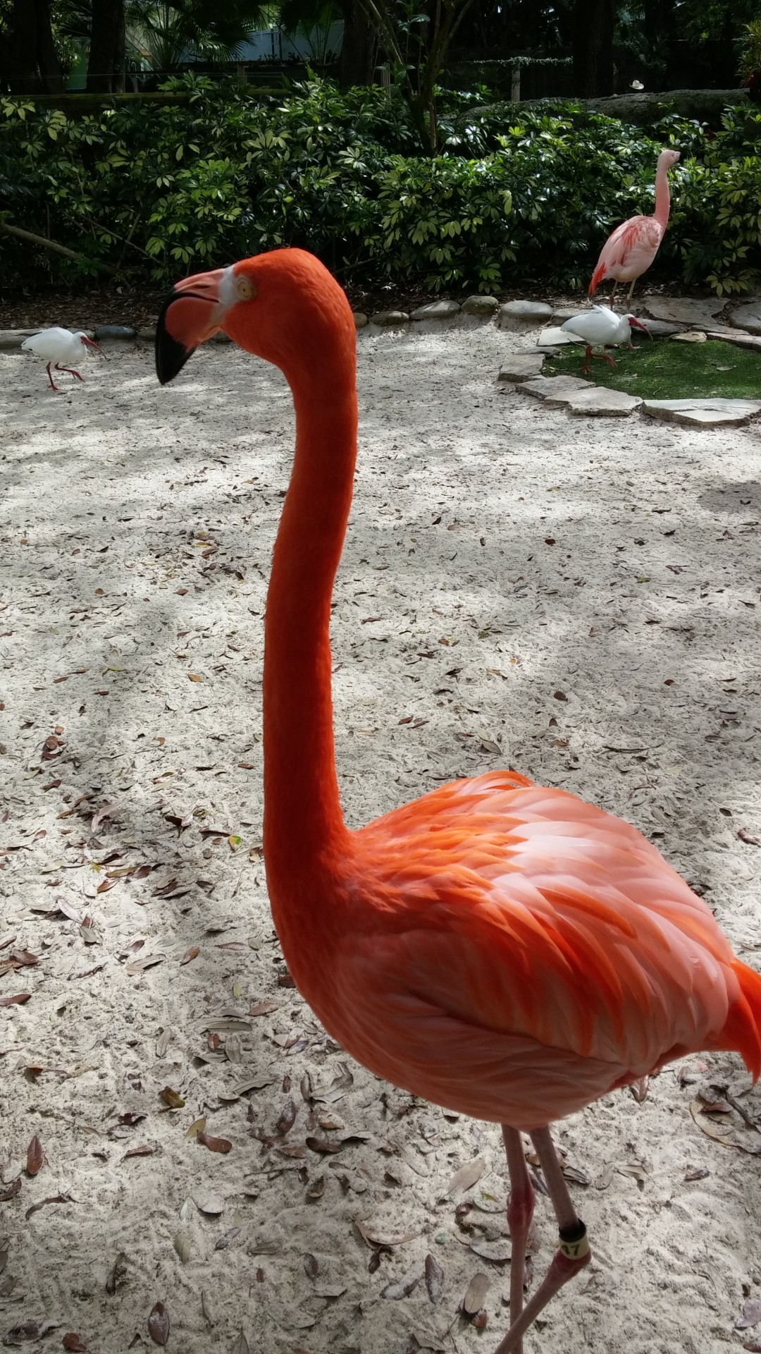 Paukštis,  Oranžinė,  Atogrąžų,  Flamingo, Nemokamos Nuotraukos,  Nemokama Licenzija