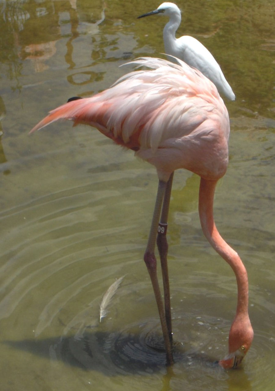 Gyvūnai,  Gamta,  Flamingo,  Sodai,  Florida,  Flamingo, Nemokamos Nuotraukos,  Nemokama Licenzija