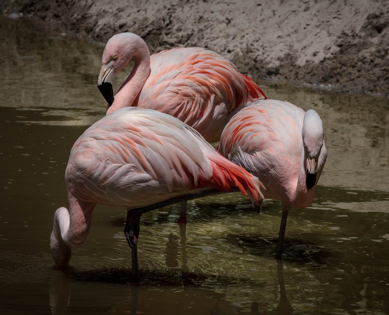 Flamingo, Rožinės Flamingos, Paukštis, Flock, Plunksnos, Poilsio, Maitinimas, Paukščiai, Laukinė Gamta, Atogrąžų Paukštis