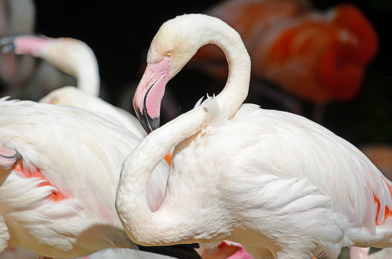 Flamingo, Rožinis Flamingas, Vandens Paukštis, Rožinis, Plumėjimas, Paukštis, Sąskaitą, Iš Arti, Stuburas, Gyvūnų Portretas