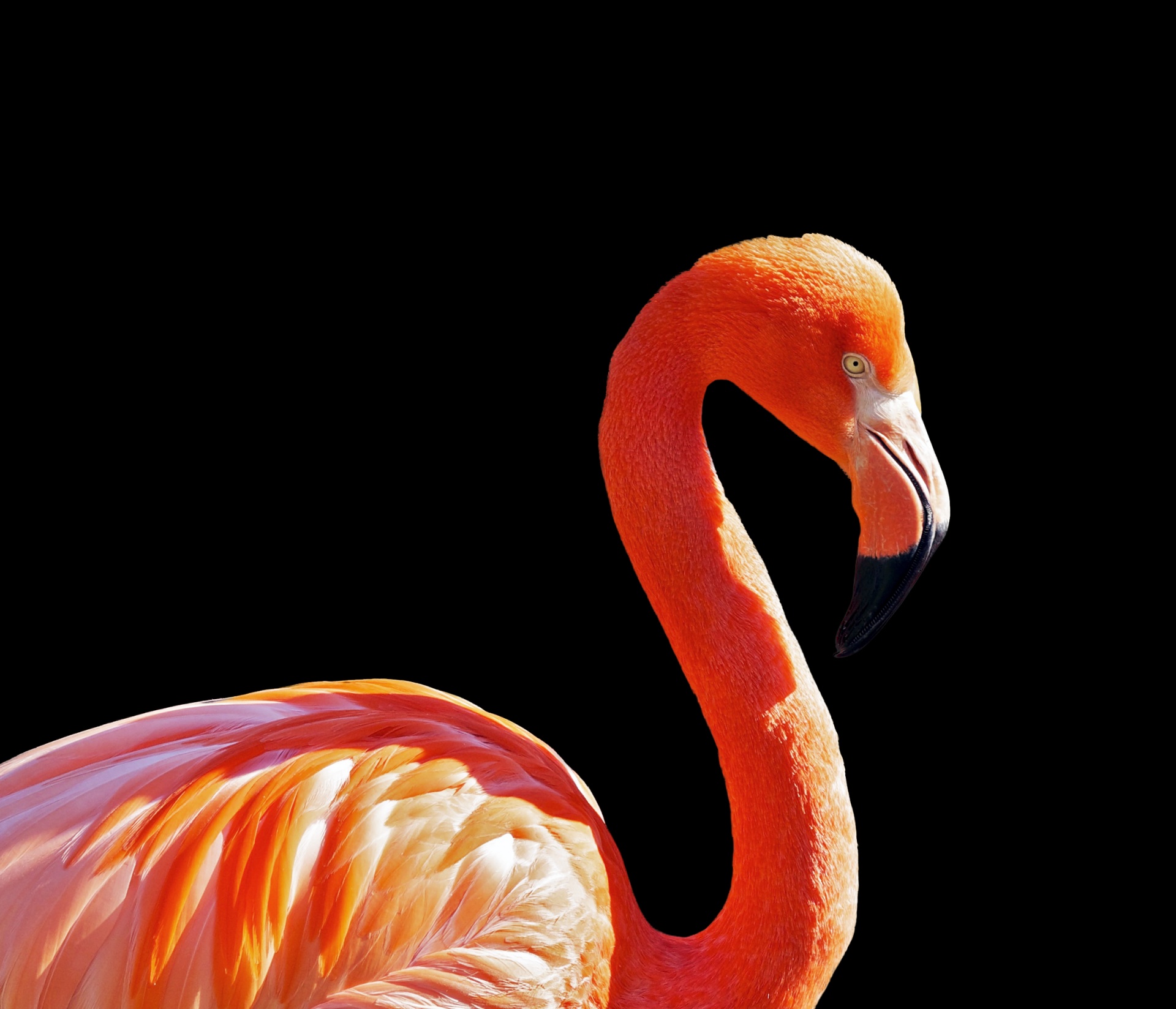 Flamingo,  Paukštis,  Iš Arti,  Detalės,  Plunksnos,  Izoliuotas,  Juoda,  Fonas,  Snapas,  Didelis