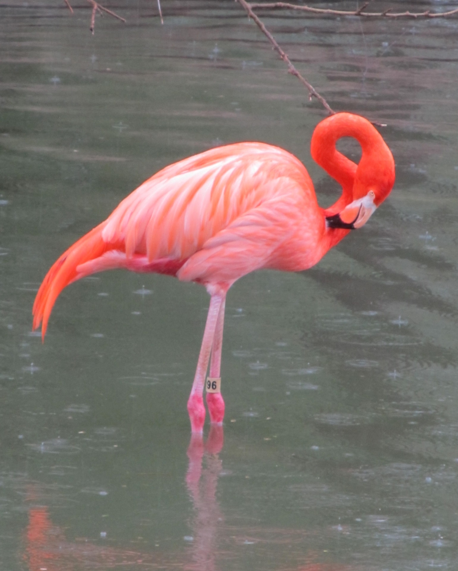 Flamingo,  Stovintis,  Rožinis,  Lietus,  Vanduo,  Paukštis,  Vandens Paukštis,  Viešasis & Nbsp,  Domenas,  Fonas