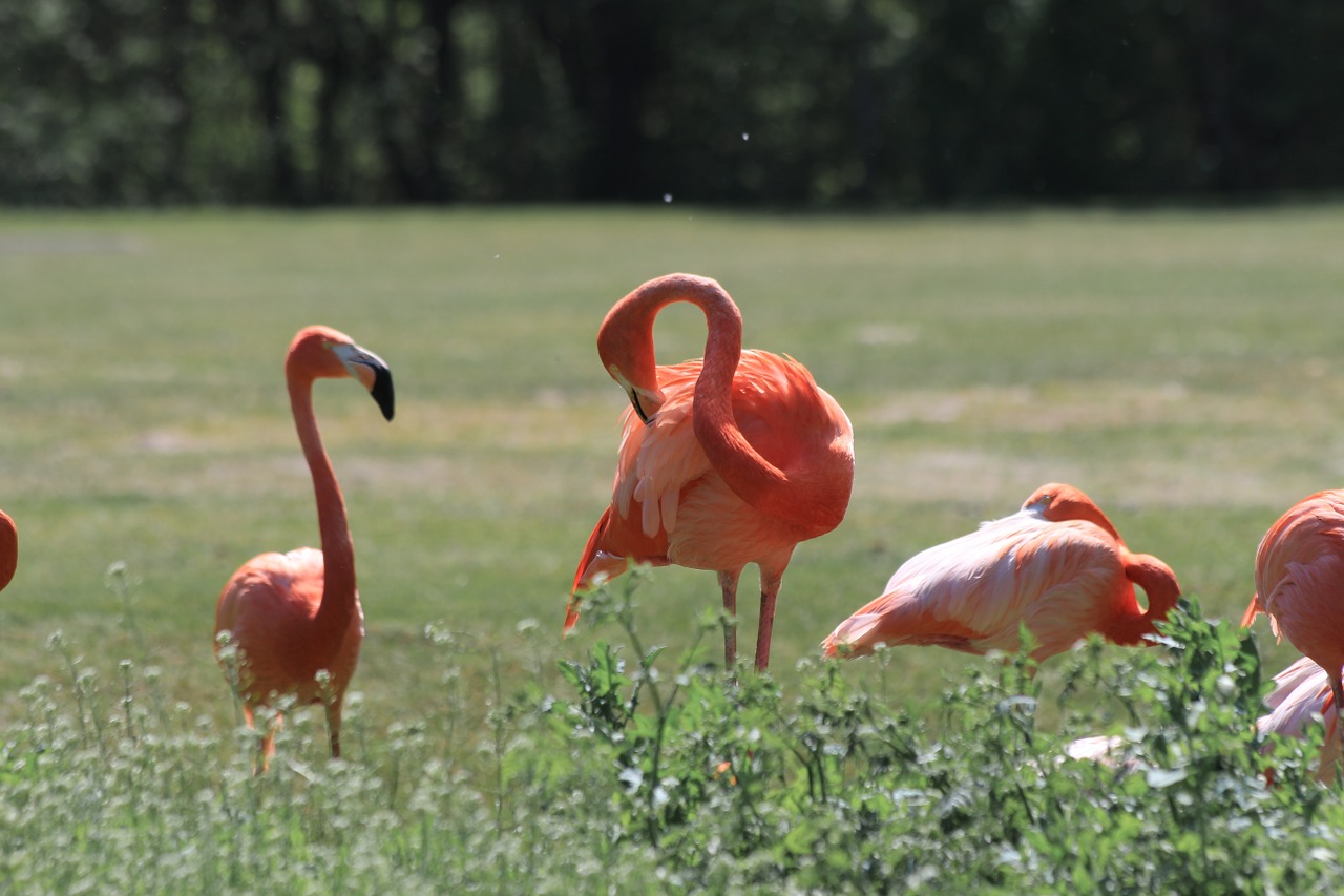 Flamingo, Zoologijos Sodas, Paukščiai, Rožinis, Nemokamos Nuotraukos,  Nemokama Licenzija