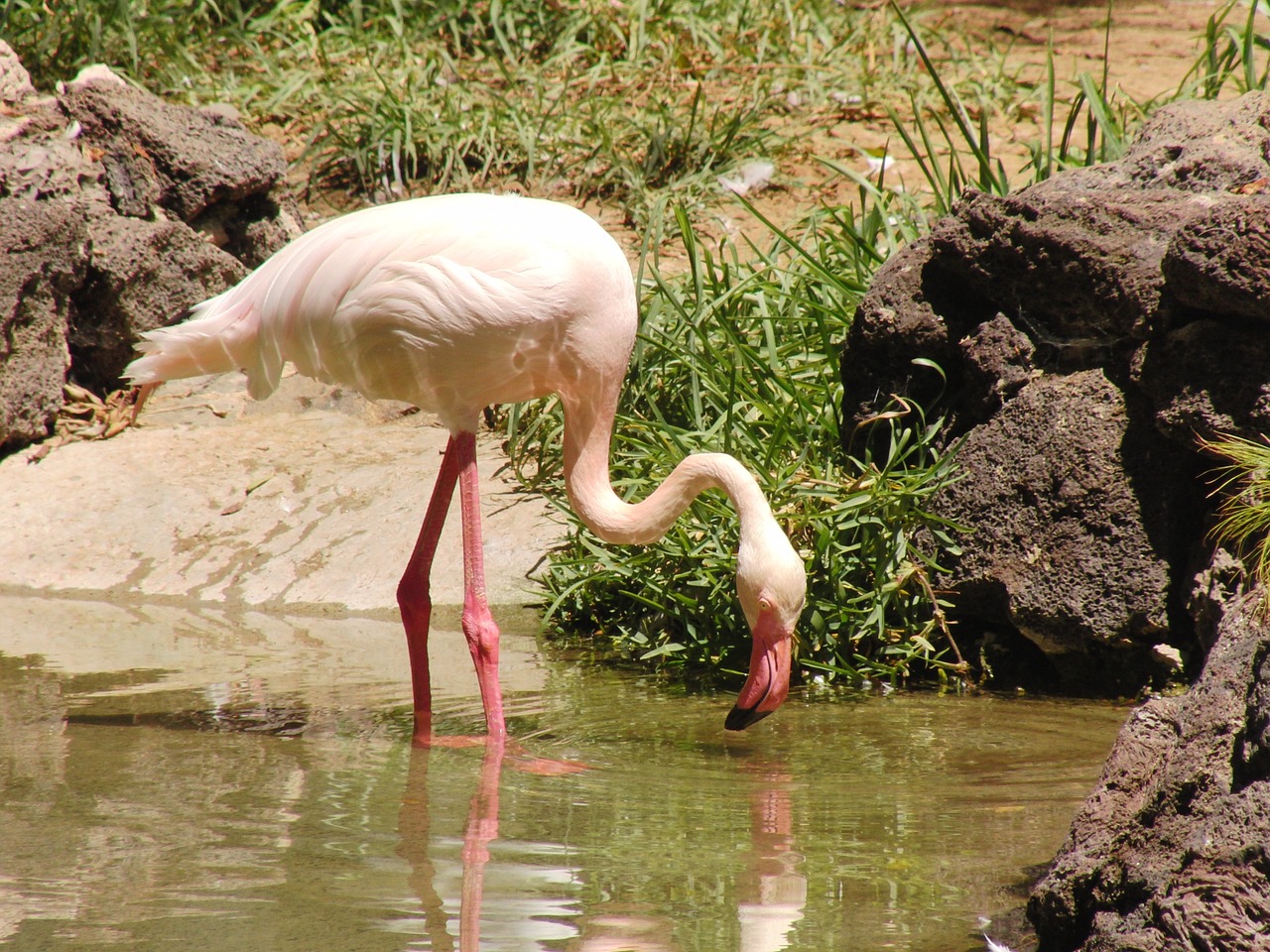 Flamingo, Sąskaitą, Paukštis, Rožinis Flamingas, Gamta, Vandens Paukštis, Plumėjimas, Gyvūnas, Paukščiai, Nemokamos Nuotraukos