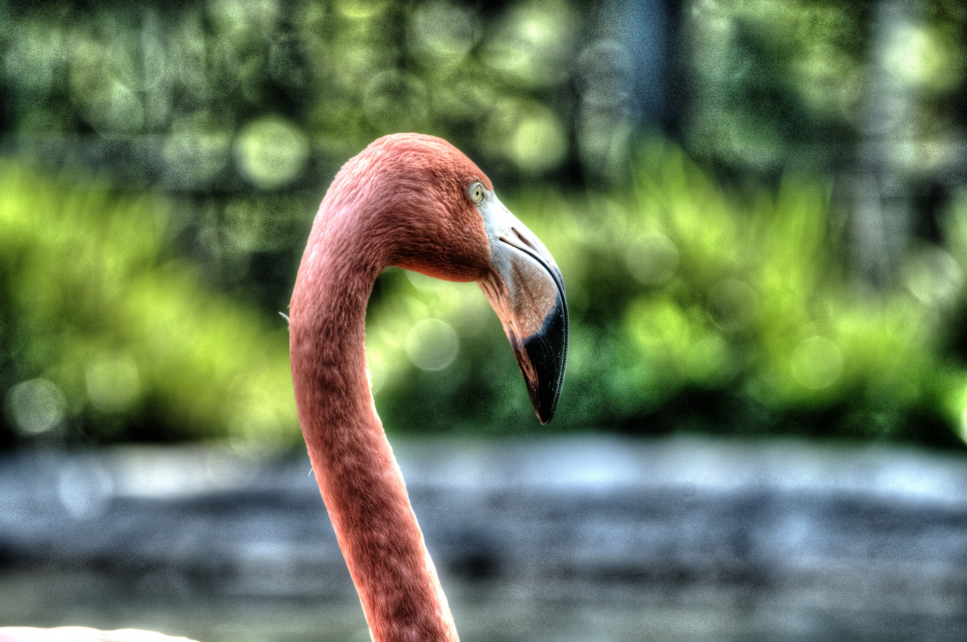 Flamingo,  Flamingos,  Rožinė & Nbsp,  Flamingas,  Paukštis,  Paukščiai,  Rožinis,  Gamta,  Laukinė Gamta,  Flamingo