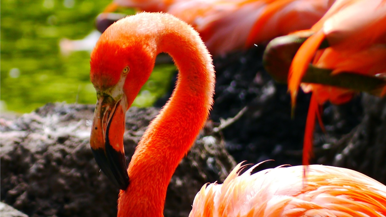 Flamingo, Paukštis, Vandens Paukštis, Plumėjimas, Rožinis, Stuburas, Fenikopteriformas, Sąskaitą, Drenažo Sąskaitą, Nemokamos Nuotraukos
