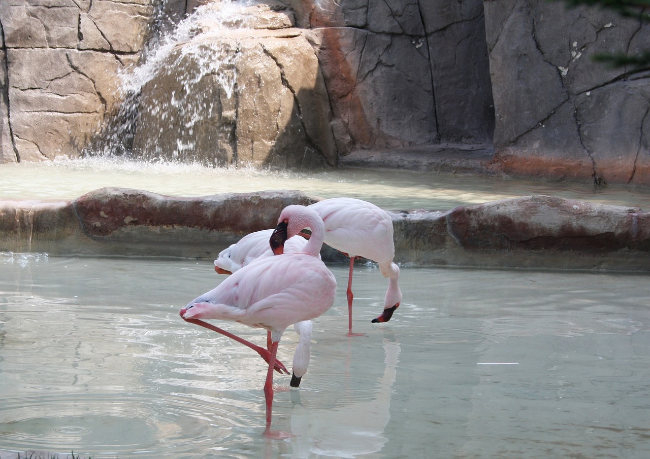Flamingo, Flamingos, Gamta, Gyvūnas, Gyvūnai, Parkas, Gamtos Parkas, Zoologijos Sodas, Vanduo, Nemokamos Nuotraukos