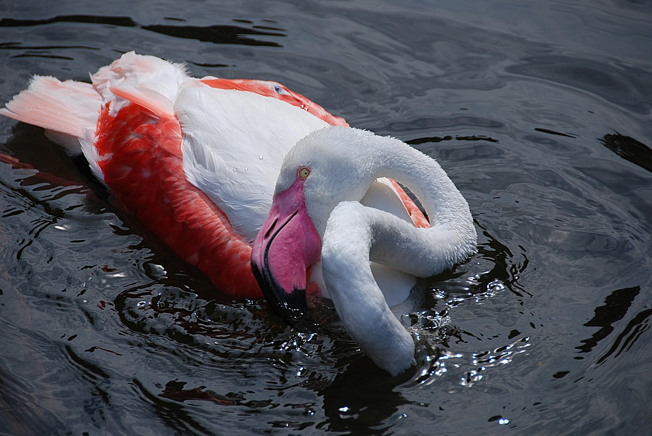 Flamingo, Vandens Paukštis, Zoologijos Sodas, Rožinis Flamingas, Vanduo, Nemokamos Nuotraukos,  Nemokama Licenzija