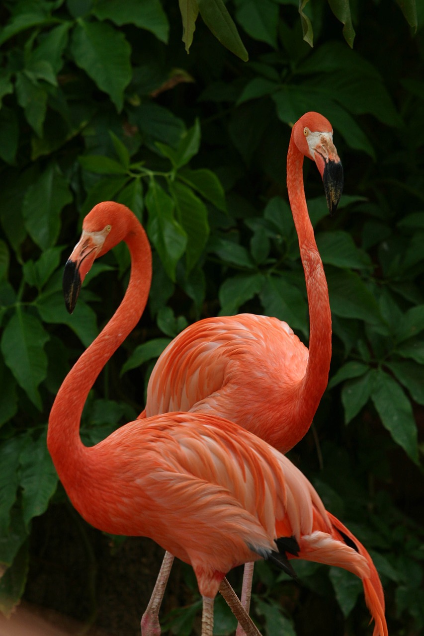 Flamingo, Rožinis, Gražus, Nemokamos Nuotraukos,  Nemokama Licenzija