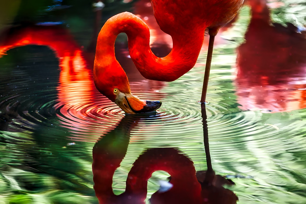 Flamingo, Paukštis, Makro, Iš Arti, Hdr, Tvenkinys, Ežeras, Vanduo, Apmąstymai, Spalvinga