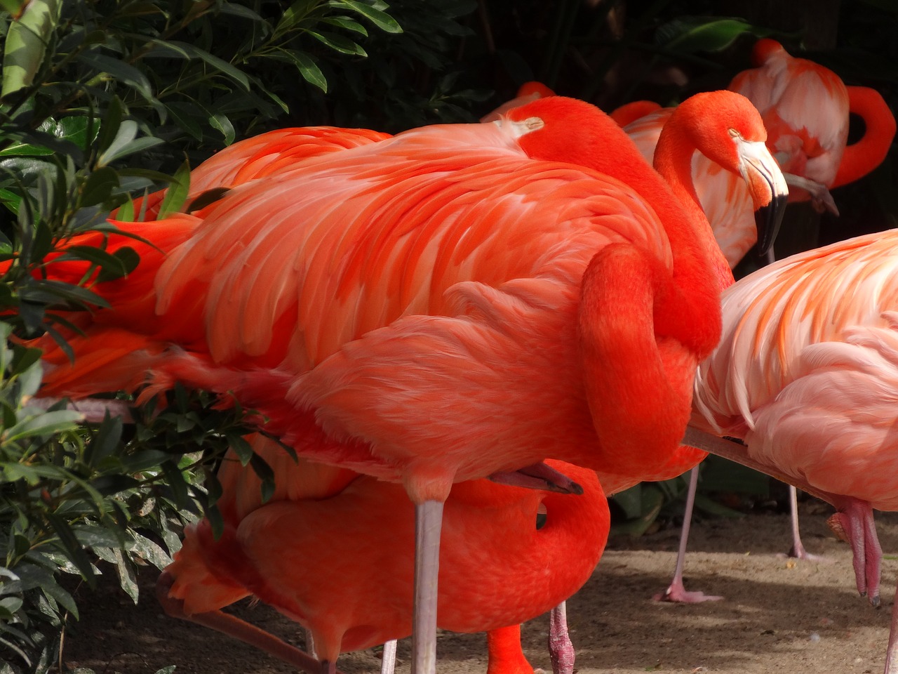Flamingo, Paukštis, Gamta, Nemokamos Nuotraukos,  Nemokama Licenzija