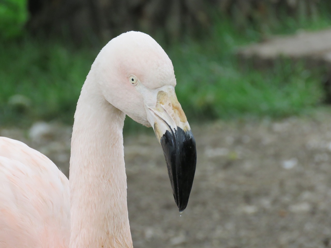 Flamingo, Paukštis, Zoologijos Sodas, Fauna, Gyvūnas, Vasara, Kaklas, Nemokamos Nuotraukos,  Nemokama Licenzija