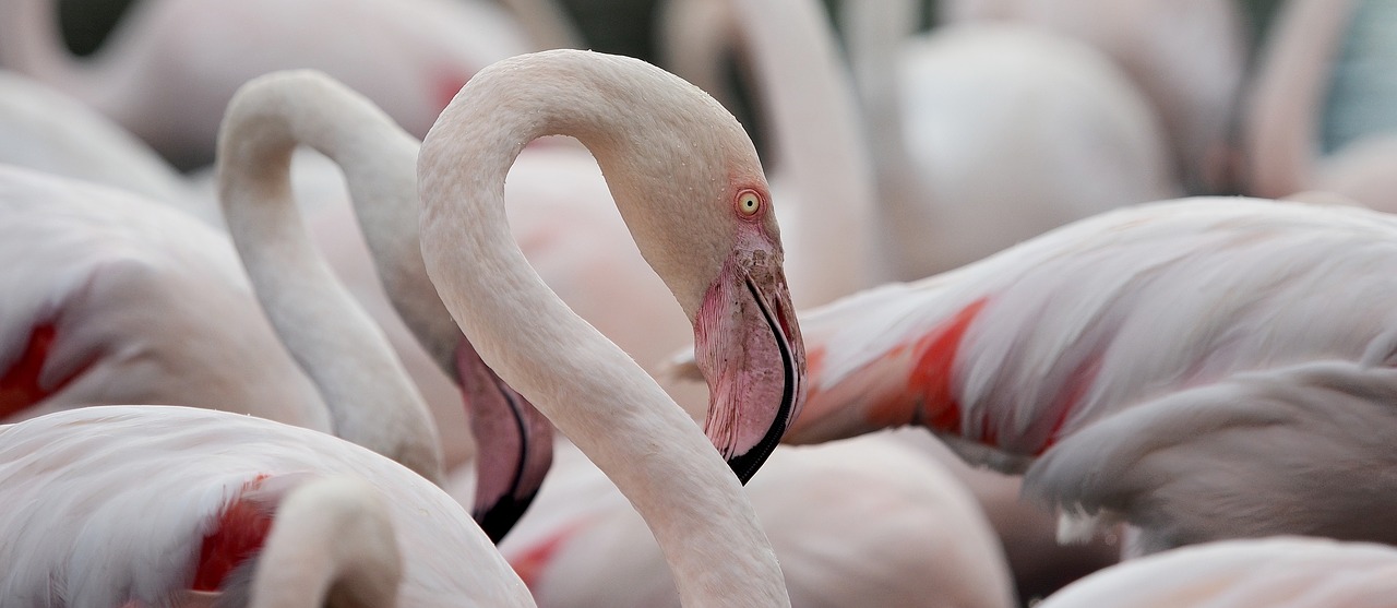 Flamingo, Portretas, Didesnis Flamingas, Phoenicopterus Roseus, Paukštis, Rožinis, Vada, Wader, Laukiniai Paukščiai, Vandens Paukščiai