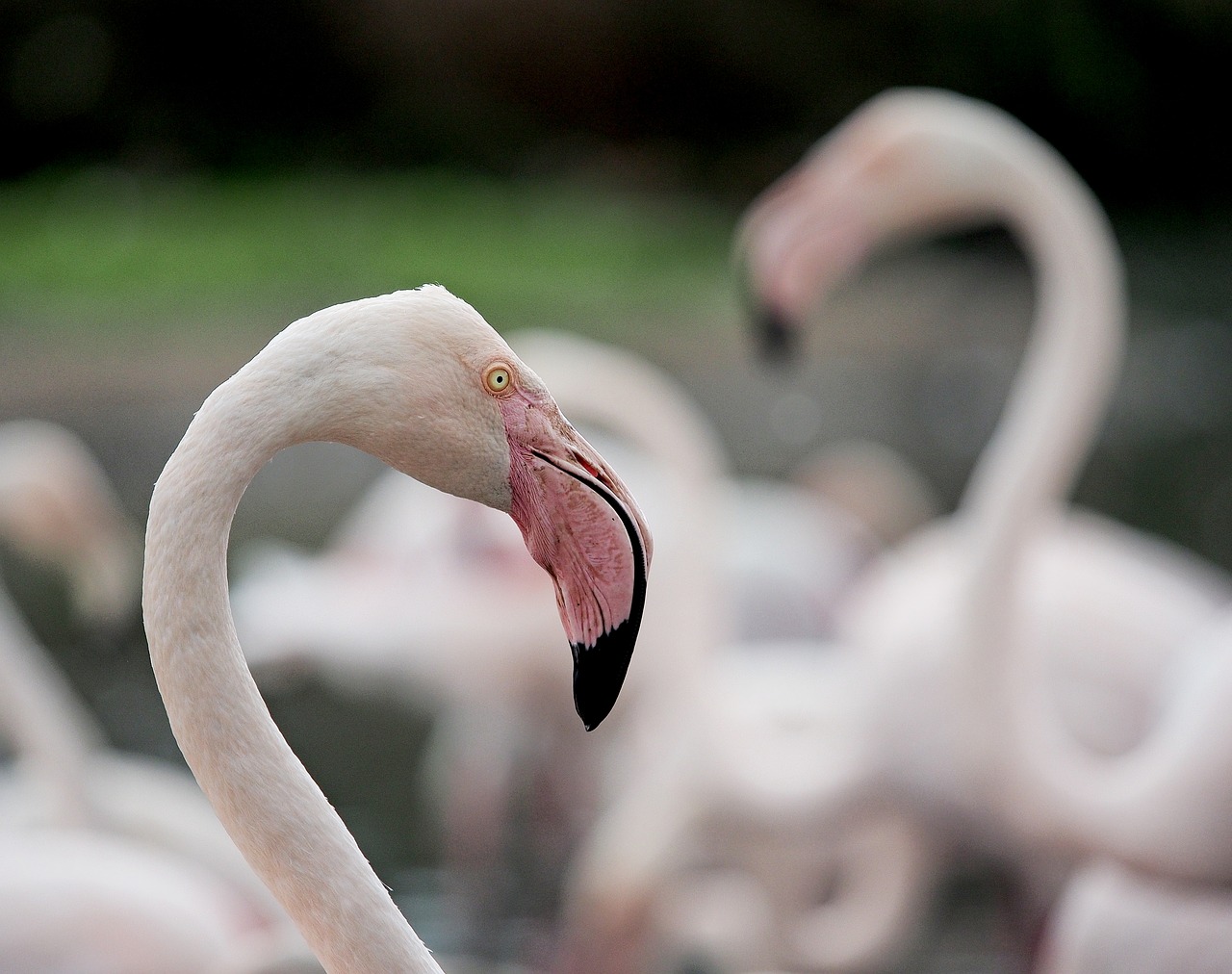 Flamingo, Portretas, Didesnis Flamingas, Phoenicopterus Roseus, Paukštis, Rožinis, Vada, Wader, Laukiniai Paukščiai, Vandens Paukščiai