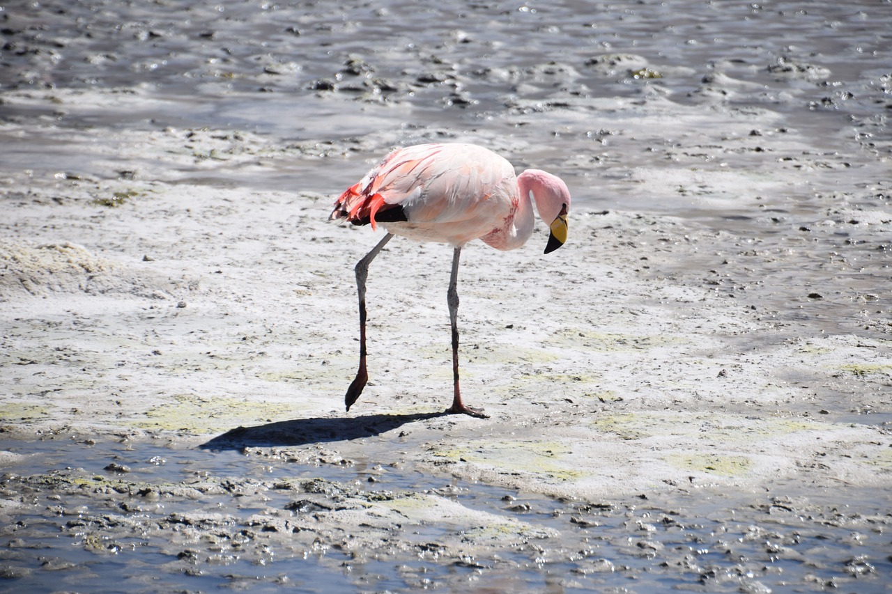 Flamingo, Bolivija, Rožinis, Nemokamos Nuotraukos,  Nemokama Licenzija
