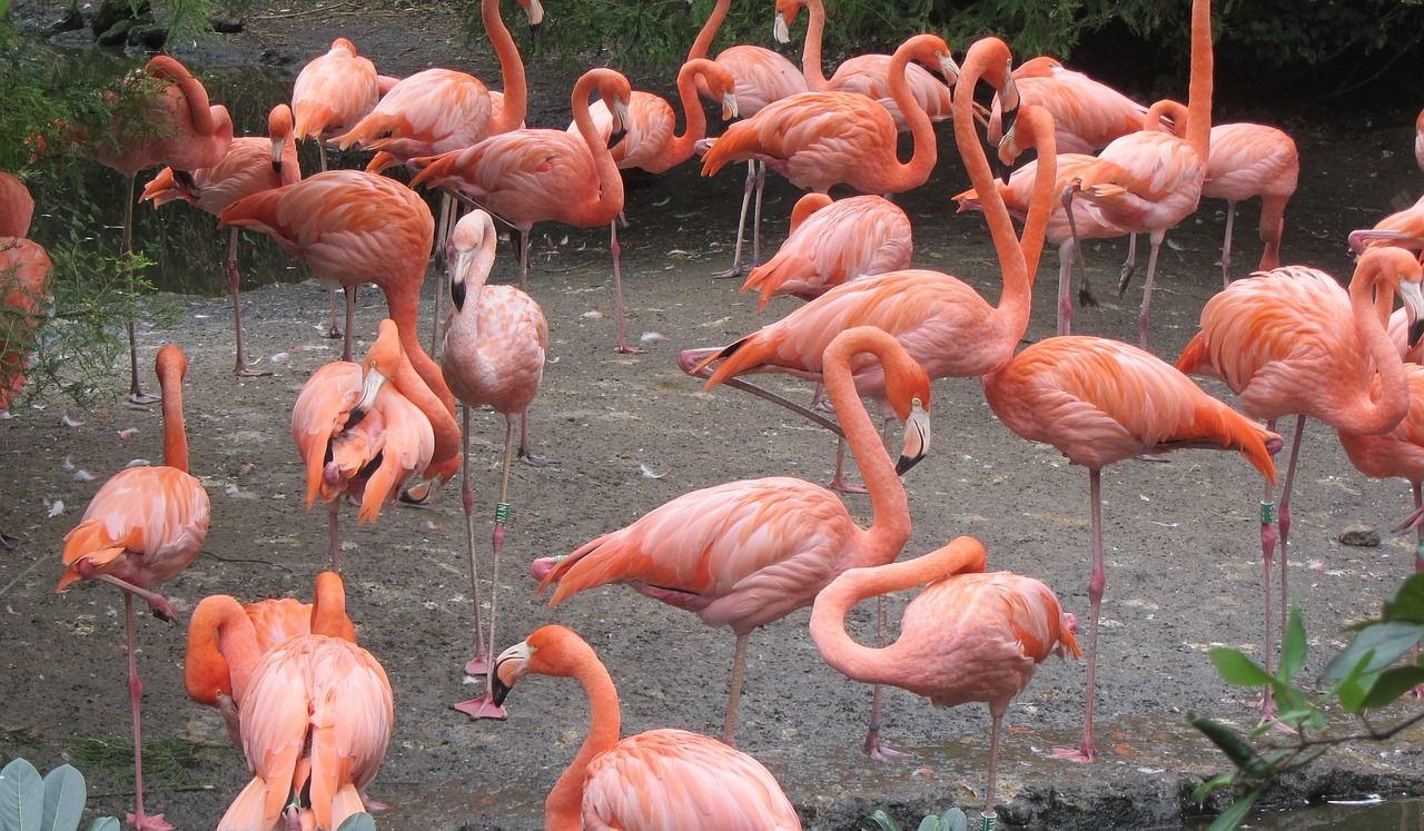 Flamingo, Rožinis Flamingas, Rožinis, Paukštis, Paukščių Grupė, Ilgos Kojos, Klaidingas Snapas, Nemokamos Nuotraukos,  Nemokama Licenzija