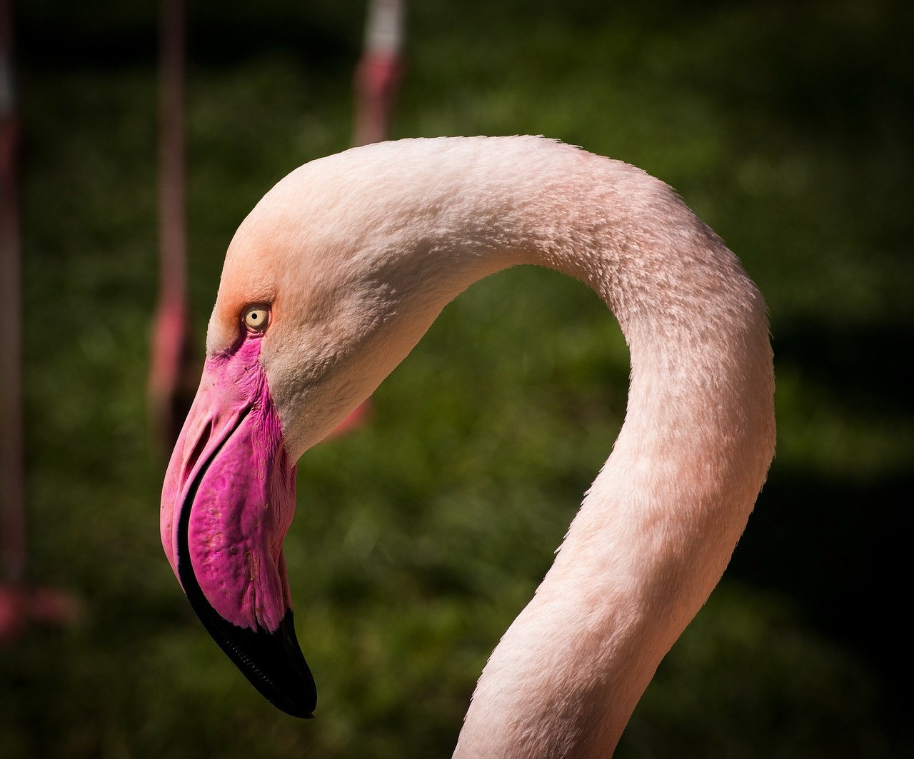 Flamingo, Gyvūnas, Flamingos, Rožinis Flamingas, Zoologijos Sodas, Gyvūnai, Gamta, Vandens Paukštis, Egzotiškas, Rožinis