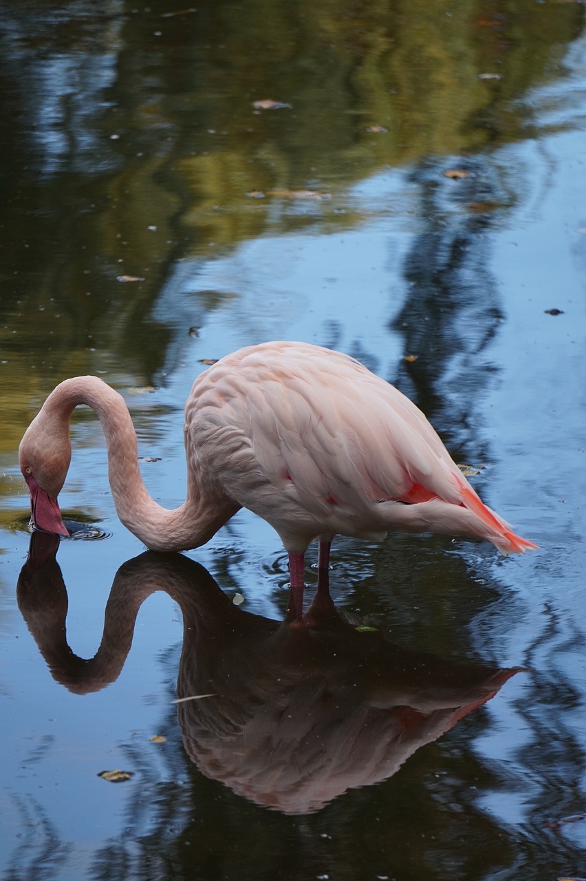 Flamingo, Rožinis, Paukštis, Rožinis Flamingas, Nemokamos Nuotraukos,  Nemokama Licenzija