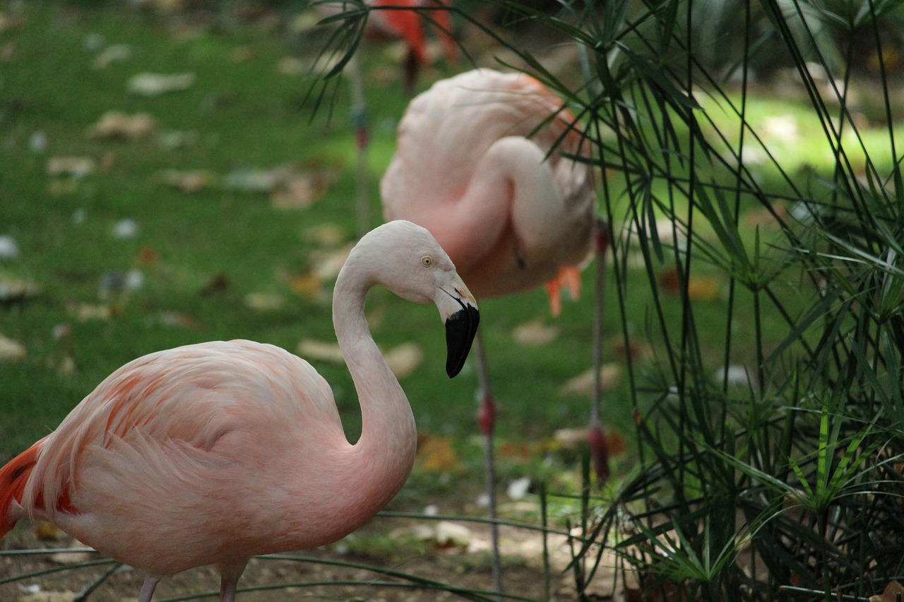 Flamingo, Laukinė Gamta, Rožinis, Karibai, Gražus, Paukštis, Flamingos, Kaklas, Kojos, Galva