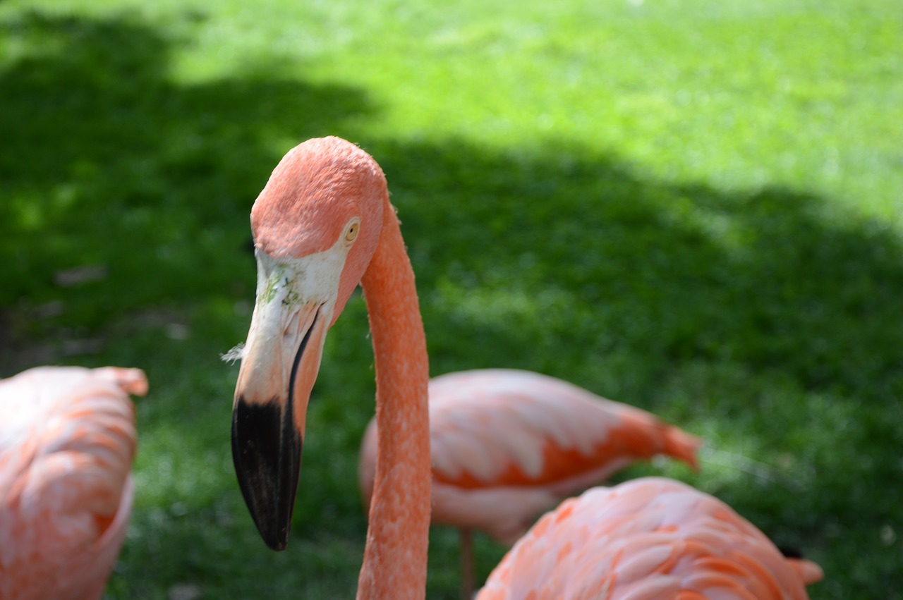 Flamingo, Rosa, Gamta, Zoologijos Sodas, Madride, Paukštis, Rožinės Flamingos, Flamingos, Gyvūnas, Gyvūnai