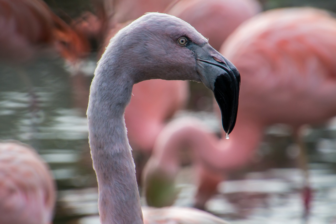 Flamingo, Paukštis, Rožinis, Nemokamos Nuotraukos,  Nemokama Licenzija