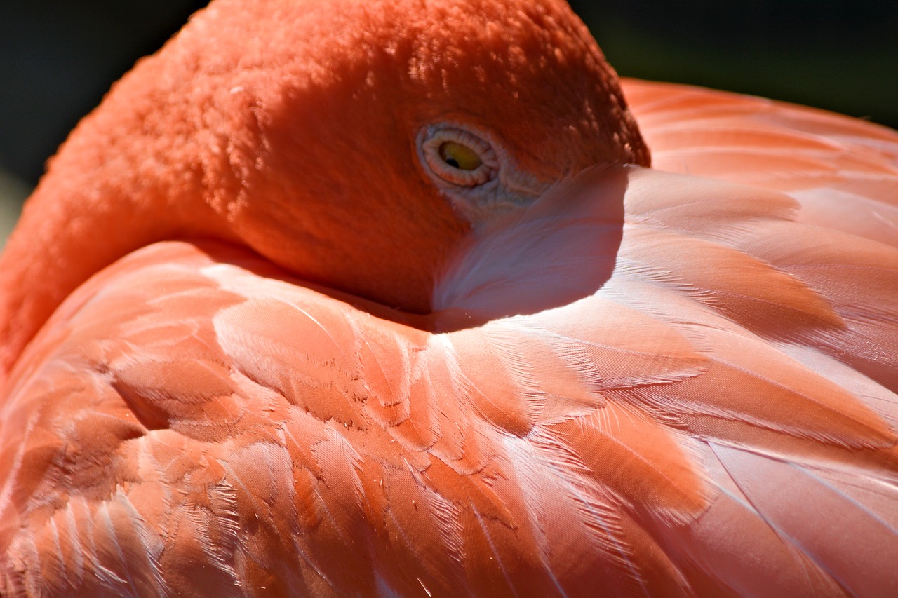 Flamingo, Paukštis, Mieguistas, Nemokamos Nuotraukos,  Nemokama Licenzija