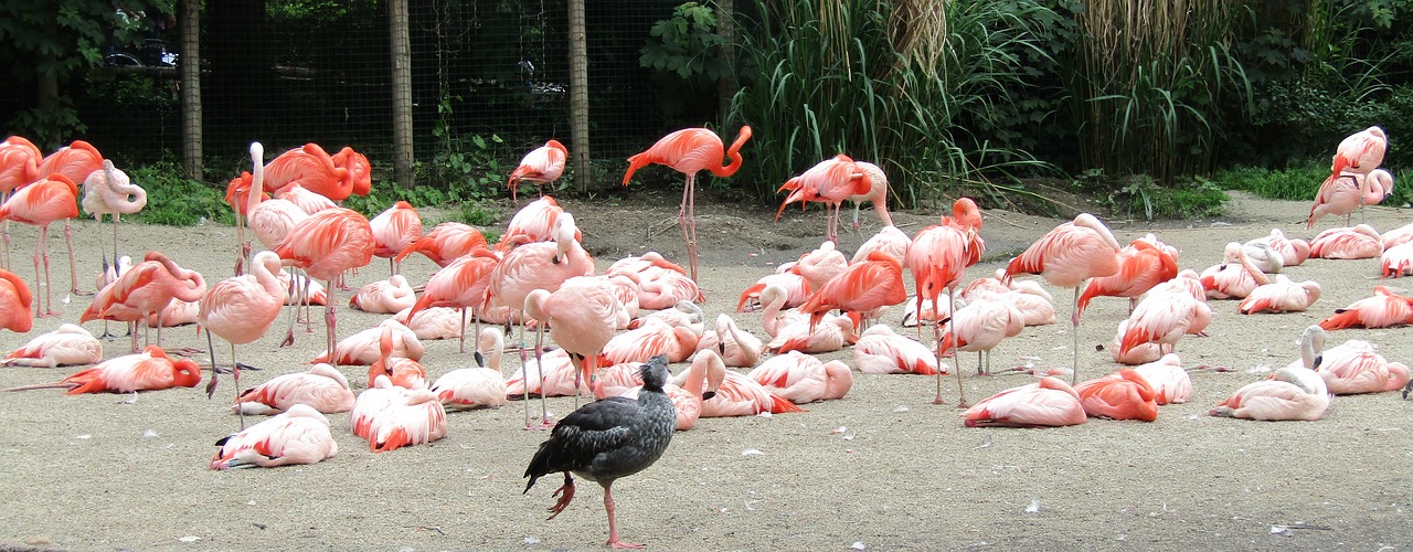 Flamingo, Rožinis, Paukštis, Egzotiškas, Gamta, Plunksna, Flamingos, Vandens Paukštis, Gyvūnas, Nemokamos Nuotraukos
