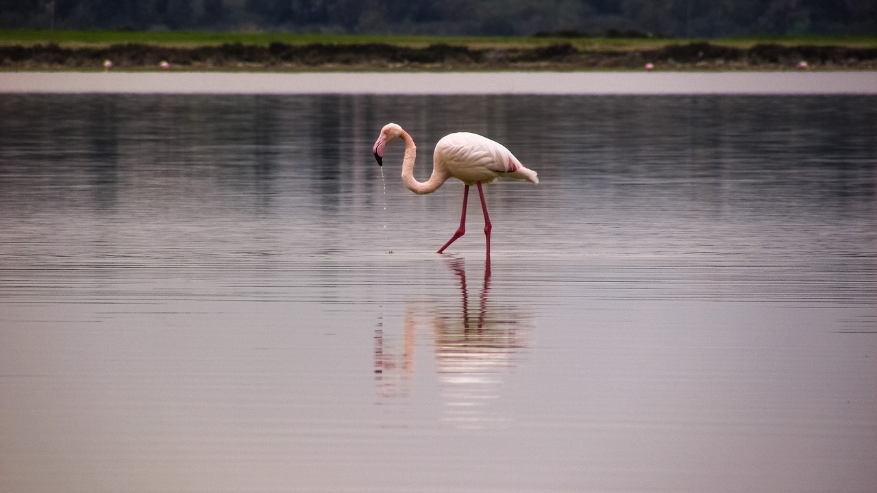 Flamingo, Paukštis, Migruojantis, Gamta, Gyvūnas, Rožinis, Laukinė Gamta, Buveinė, Biotopa, Elegancija